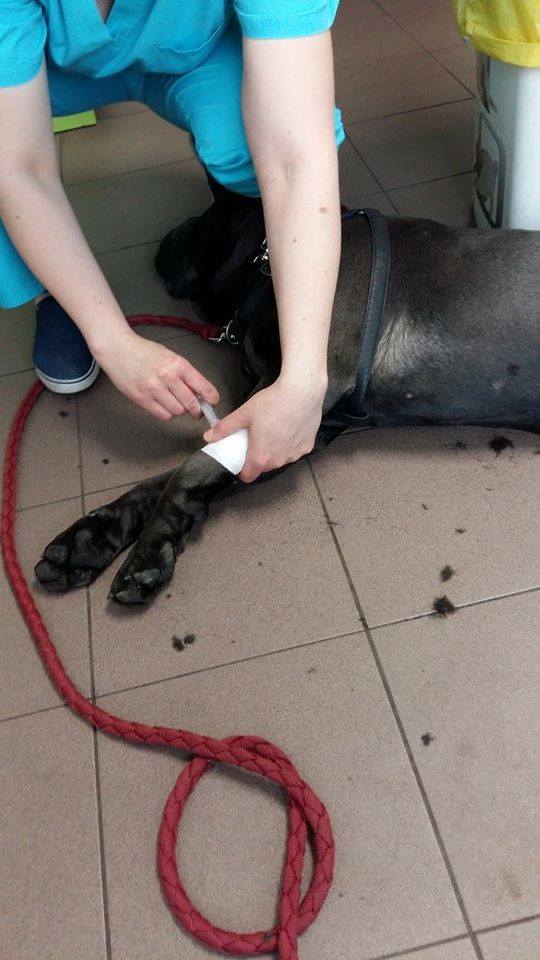 Ozzy - operacja oczek i kastracja